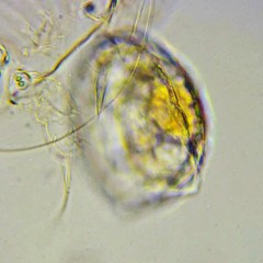 Lecane closterocerca