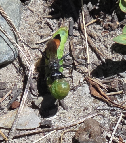 iNaturalist observation photo of Thread-waisted Wasps