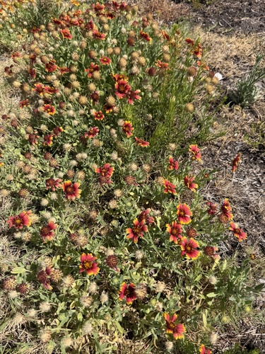 Gaillardia pulchella observed 2026-07-13