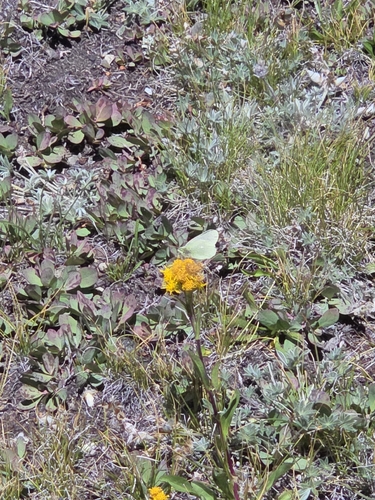 iNaturalist observation photo of Sierra Sulphur