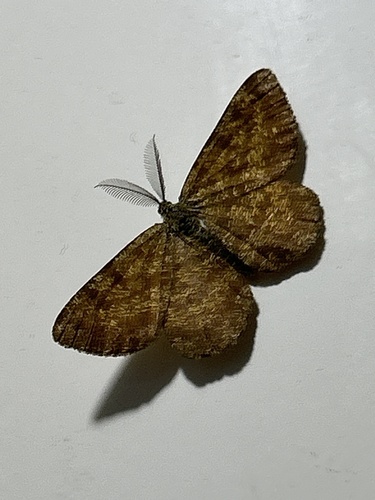 Common Heath