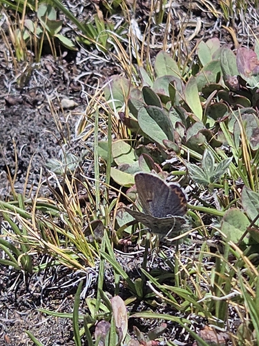 iNaturalist observation photo of Blues