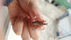 Leptoglossus oppositus