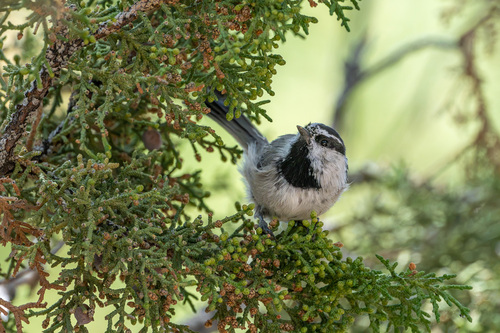 iNaturalist observation photo of Mountain Chickadee