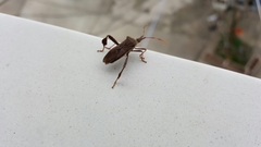 Leptoglossus oppositus