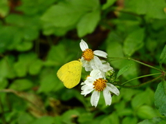 Eurema hecabe hecabe