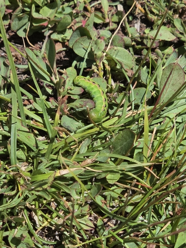 iNaturalist observation photo of Girdler Moth