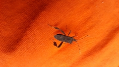Leptoglossus oppositus