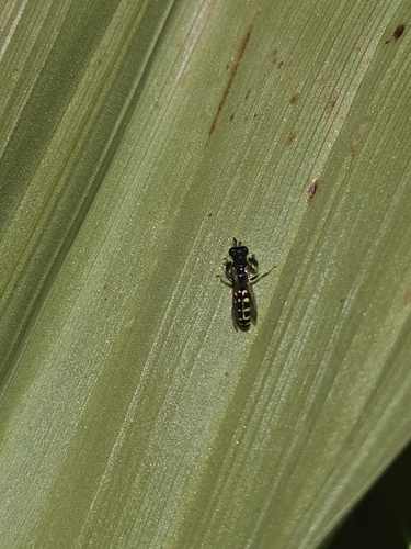 iNaturalist observation photo of Shield-handed Wasps