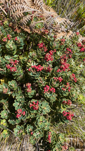 Cyathopsis albicans observed 2026-07-29