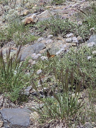 iNaturalist observation photo of California Tortoiseshell