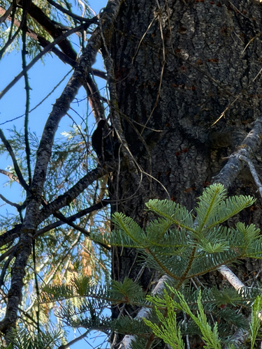 iNaturalist observation photo of Woodpeckers