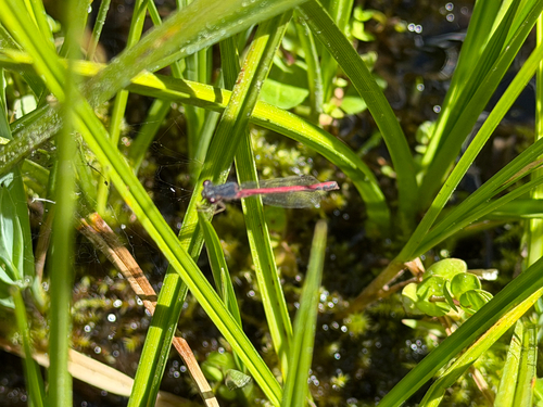 iNaturalist observation photo of Western Red Damsel