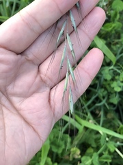 Elymus tsukushiensis