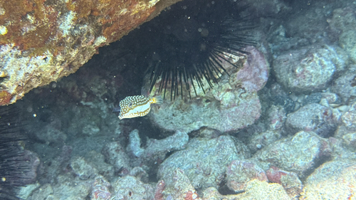 Ostracion whitleyi observed 2026-07-27