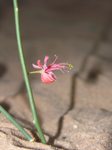 Capparis decidua image