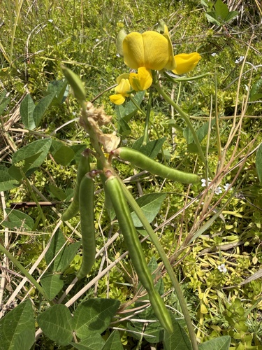 Vigna marina observed 2026-07-14