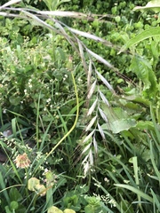 Elymus tsukushiensis