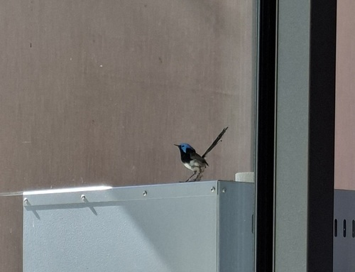 Variegated Fairywren