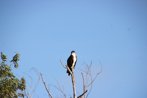 iNaturalist observation photo of Osprey