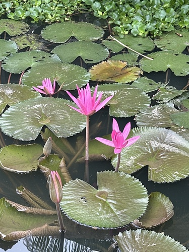 Red water lily