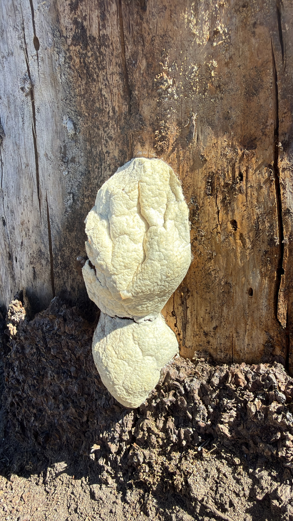 Spongiporus leucospongia