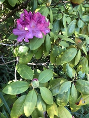 Rhododendron