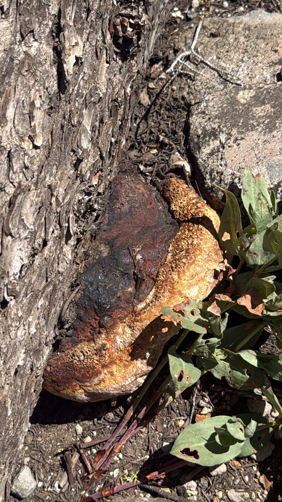 Orange Sponge Polypore · July 2026 · photo: Photo: (c) nebrooks, some rights reserved (CC BY) · iNaturalist
