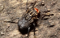 Stenocerus frontalis
