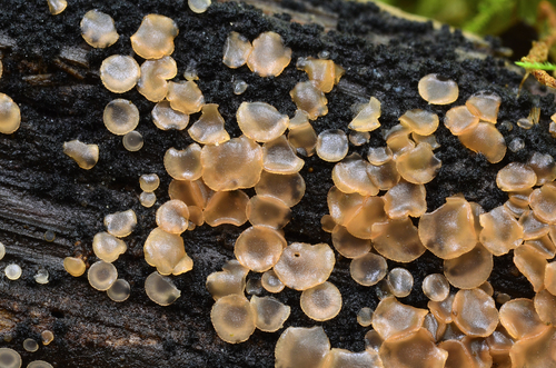 Orbilia nemaspora