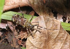 Macropophora trochlearis