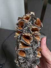 Banksia integrifolia