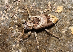 Trypanidius andicola