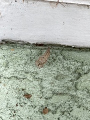 Nymphalis antiopa