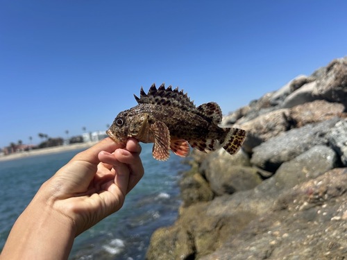 California scorpionfish (Scorpaena guttata) — Scorpaenidae — 2