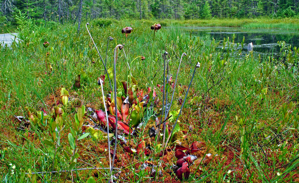 Sarracenia purpurea, Rhinelander, Wisconsin, United States
