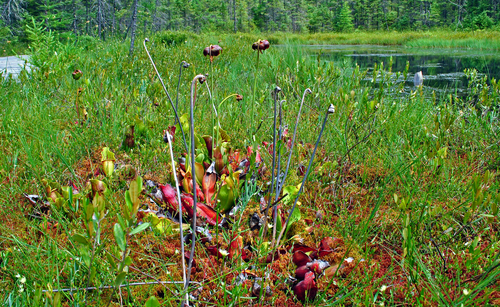 Sarracenia purpurea