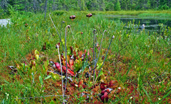 Pitcher Plant (Sarracenia purpurea)