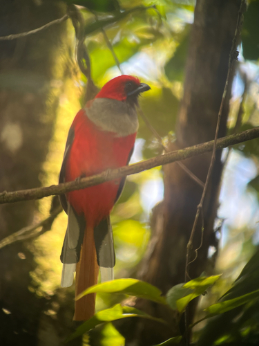 Whitehead's Trogon