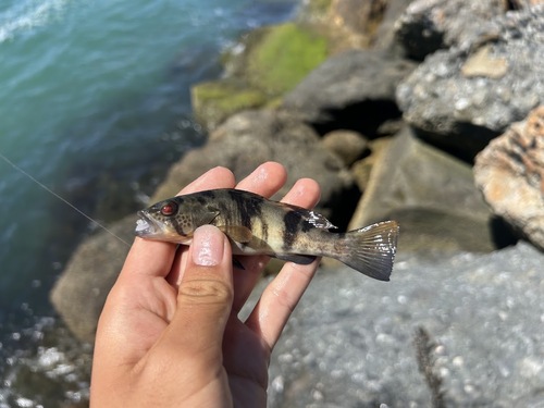 Barred sand bass (Paralabrax nebulifer) — Serranidae — 3