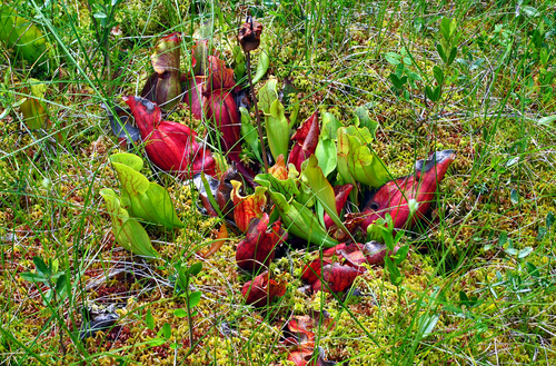 Sarracenia purpurea