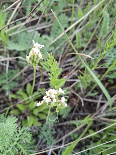 Thlaspi alpestre observed 2026-06-17