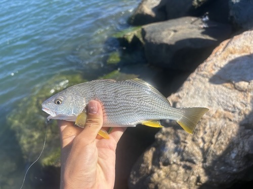 Croaker (Umbrina roncador) — Sciaenidae — 4