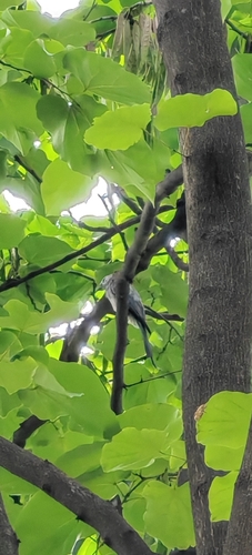 Ashy Drongo
