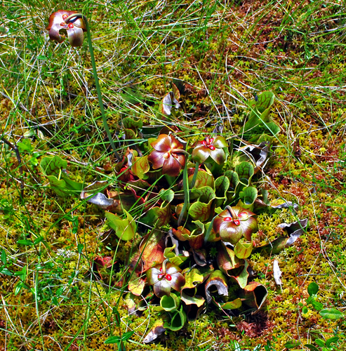 Sarracenia purpurea
