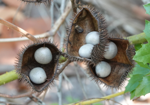 Caesalpinia bonduc iNat (1)