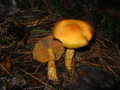 Aureonarius limonius