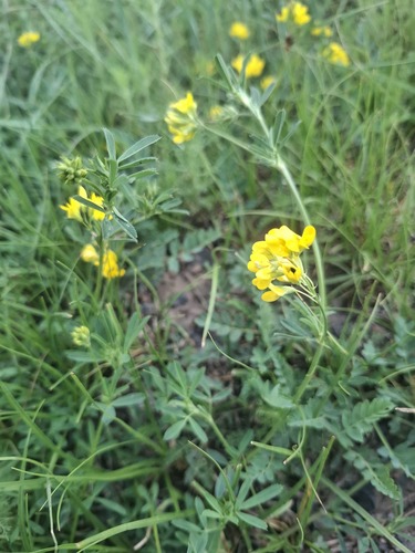 sickle alfalfa