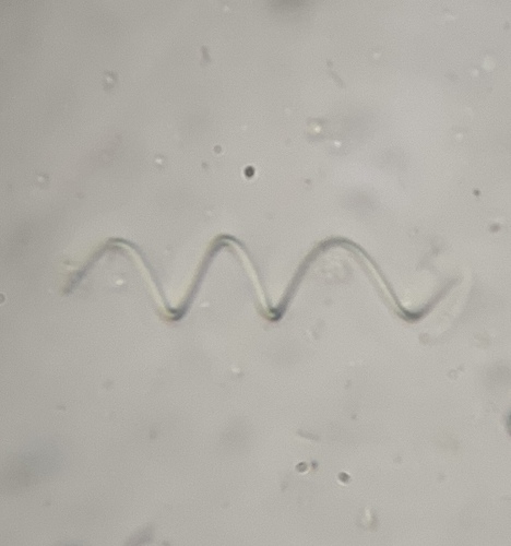 Lyngbya observed 2026-07-28