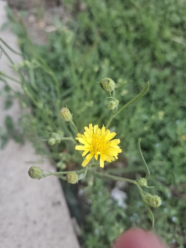 narrow-leaved hawksbeard